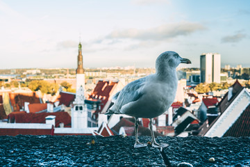 a seagull stands on a stone fence in the old town of Tallinn, you can see the city from above