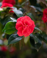 Blooming red camellia japonica emperror of russia