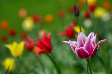 Obraz premium Tulips, beautiful spring flowers