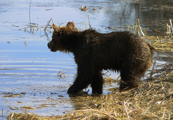 Adult Brown bears playing and posing among swamp forest