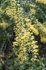 Blooming yellow bush of Acacia pravissima