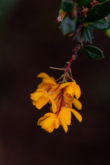 Closeup on flowers of Berberis darwinii