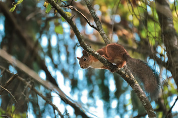 Cute Red Squirrel on a tree branch