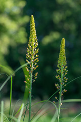 Eremurus isabellinus pinocchio cleopatra flowering ornamental plant, beautiful pink orange foxtail lily flowers starting bloom