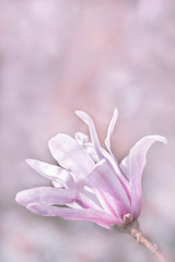 Naklejka premium magnolia flowers close-up on pastel pink bushes spring bloom