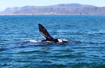 Whale Watching with a view near Hermanus