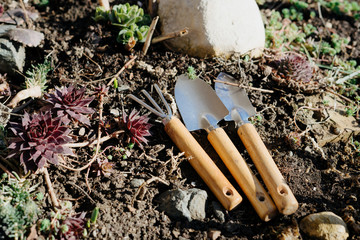 Small garden tools. Bright street succulents.