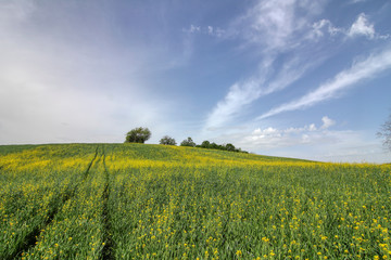 Obraz premium The beauty of nature. Landscape .