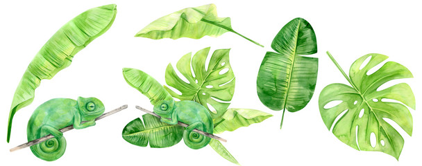 Watercolor illustration tropical exotic chameleon. Perfect as background texture, wrapping paper, textile or wallpaper design. Hand drawn isolated animal and leaves set
