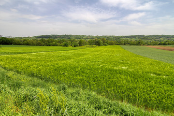 Obraz premium The beauty of nature. Landscape .