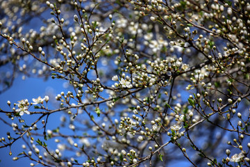 wonderful flowers fruits. blossom fruits