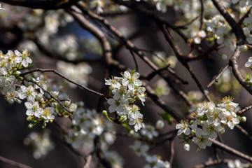 wonderful flowers fruits. blossom fruits