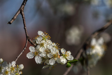 wonderful flowers fruits. blossom fruit
