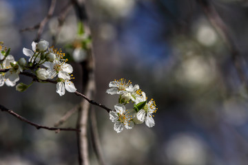 wonderful flowers fruits. blossom fruit