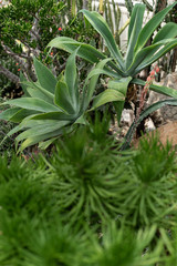 Green plants in the botanical garden. Succulents and cacti with thorns and decorative grass.