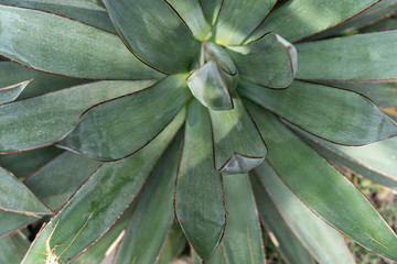 Green plants in the botanical garden. Succulents and cacti with thorns and decorative grass.