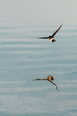 reflection of a bird on a lake flying