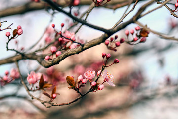 wonderful flowers fruits. blossom fruit