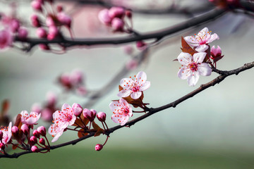 wonderful flowers fruits. blossom fruit