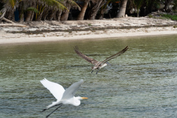 sea bird hunting nature