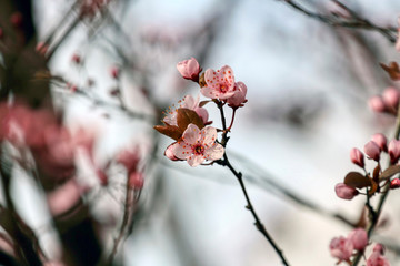 wonderful flowers fruits. blossom fruit