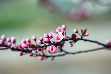 wonderful flowers fruits. blossom fruit