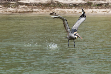 sea bird hunting nature