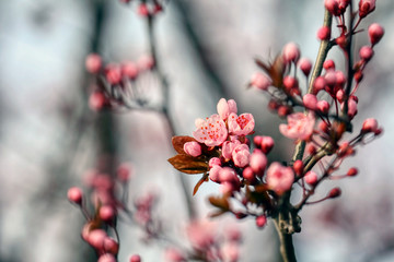 wonderful flowers fruits. blossom fruit