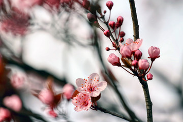 wonderful flowers fruits. blossom fruit