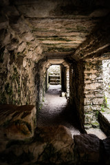 maya ruines in Mexico jungle