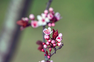 wonderful flowers fruits. blossom fruit