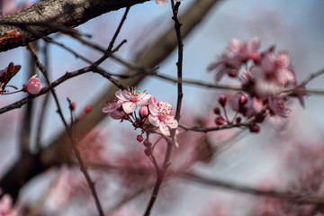 wonderful flowers fruits. blossom fruit