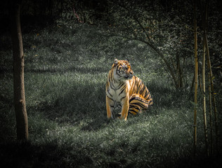 Fototapeta premium Sumatran Tiger