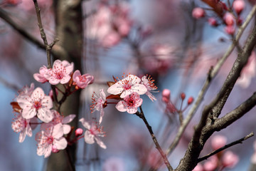 wonderful flowers fruits. blossom fruit