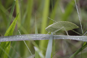 grasshopper on a blade of grass