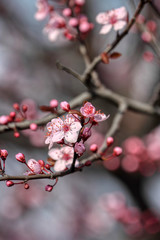 wonderful flowers fruits. blossom fruit