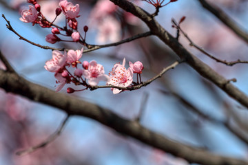 wonderful flowers fruits. blossom fruit
