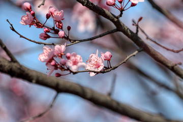 wonderful flowers fruits. blossom fruit