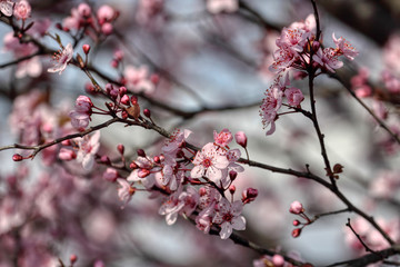 wonderful flowers fruits. blossom fruit