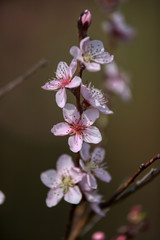 wonderful flowers fruits. blossom fruit