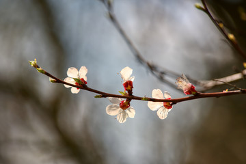 wonderful flowers fruits. blossom fruit