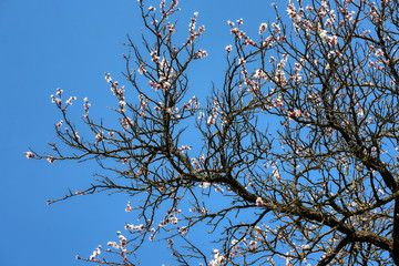 wonderful flowers fruits. blossom fruit