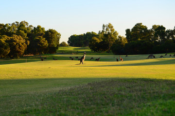 Kangaroos on a golf course.