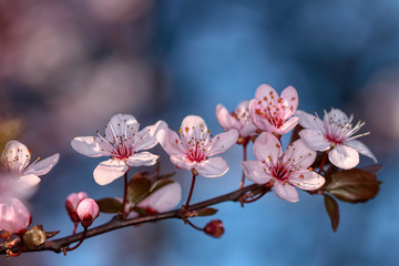 wonderful flowers fruits. blossom fruit