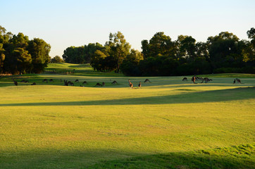 Kangaroos on a golf course.