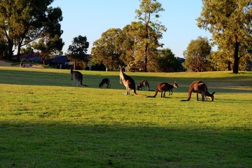 Kangaroos on a golf course.
