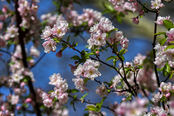 wonderful flowers fruits. blossom fruit