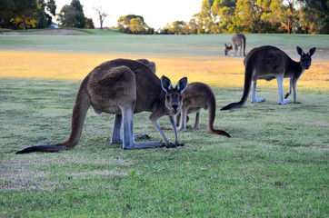 Kangaroos on a golf course.