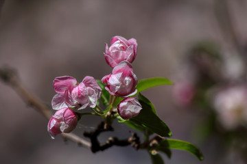 wonderful flowers fruits. blossom fruit