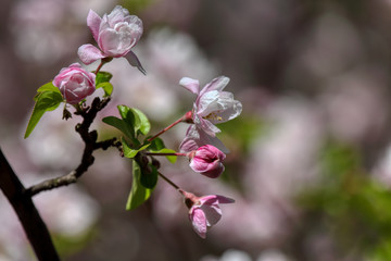 wonderful flowers fruits. blossom fruit